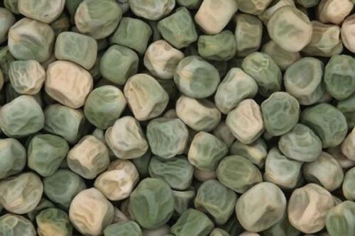 Pure and Sunlight Dried A Grade Hybrid Edible Pea Seed for Agriculture