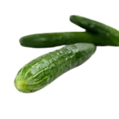 A Grade Green Fresh Organic English Cucumber (Kheera)