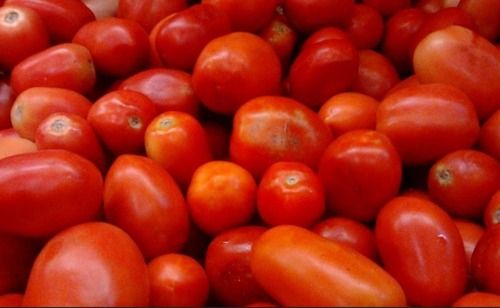 A Grade Commonly Cultivated Round Shaped Pure And Fresh Juicy Tomato