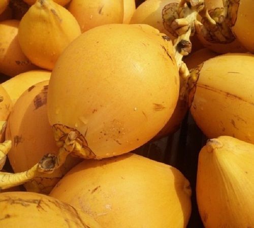 Orange Round Shape Medium Size Young Fresh Tender Coconut
