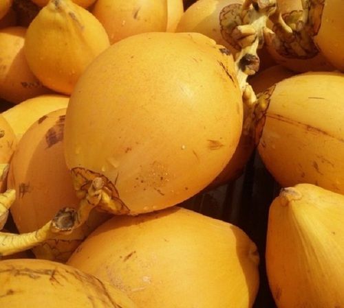 Common Orange Round Shape Medium Size Young Fresh Tender Coconut