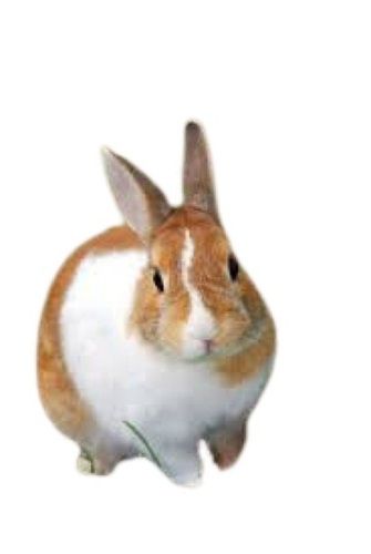Brown And White Color Live Rabbit With Weight 3kg 