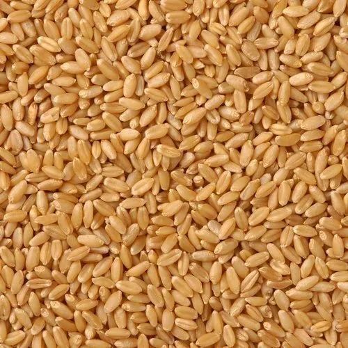 Natural Golden Indian Wheat Grains Use For Chapati Khakhara And Roti