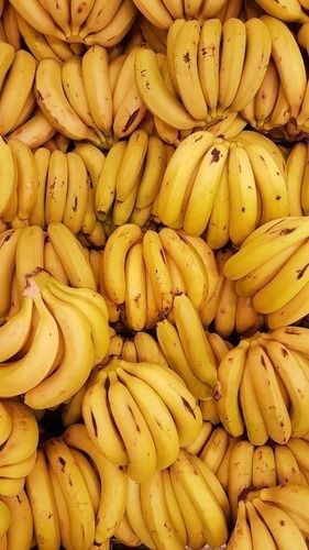 Yellow Pure And Fresh Commonly Cultivated Raw Whole Sweet Banana Fruit Or Kela