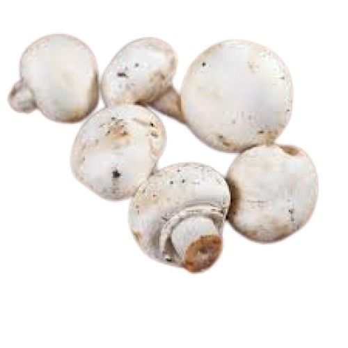 A Grade Farm Fresh Round Shape Medium Size White Button Mushroom