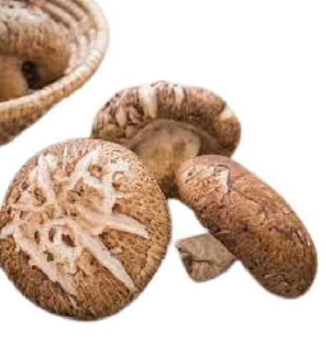 A Grade Medium Size Round Shape Fresh Whole Raw Mushroom