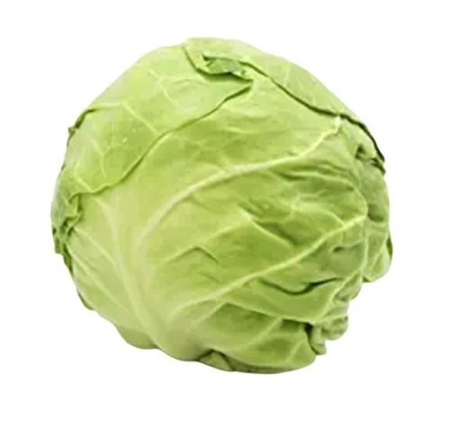 Common Cultivated Pure And Fresh Round Raw Cabbage With 5 Days Shelf Life