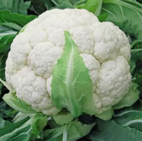 Common Cultivated Pure And Fresh Round Raw Cauliflower With 5 Days Shelf Life