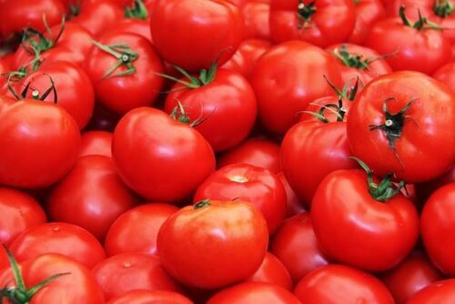 Common Cultivated Pure And Fresh Round Raw Tomato With 1 Week Shelf Life