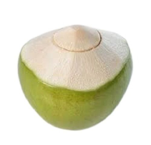 Commonly Cultivated Diamond Shape Medium Size Young Fresh Tender Coconut