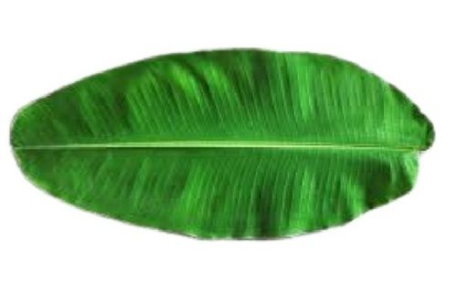 Green Naturally Grown Long Shape Food Serving Chemical Free Fresh Banana Leaves