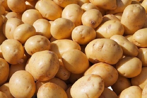 Naturally Grown Oval Fresh Raw Potato