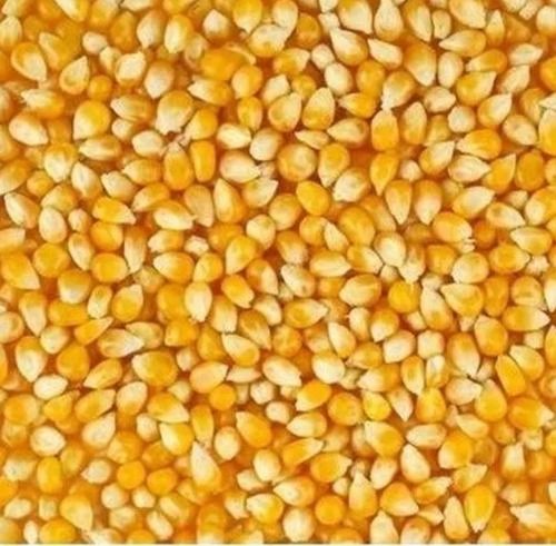 Pure And Dried Commonly Cultivated Raw Maize Seed Admixture (%): 5%