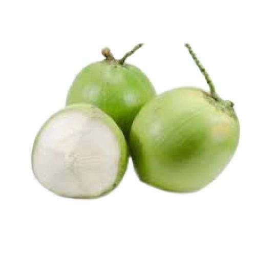 Round Shape Medium Size Full Husked Fresh Green Coconut 