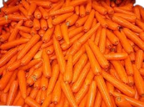 Tasty And Healthy Fresh Long Shape Naturally Grown Carrot