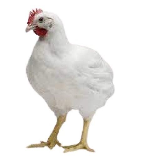 1 Kg Poultry Farms Raised Fresh Broiler Chicken