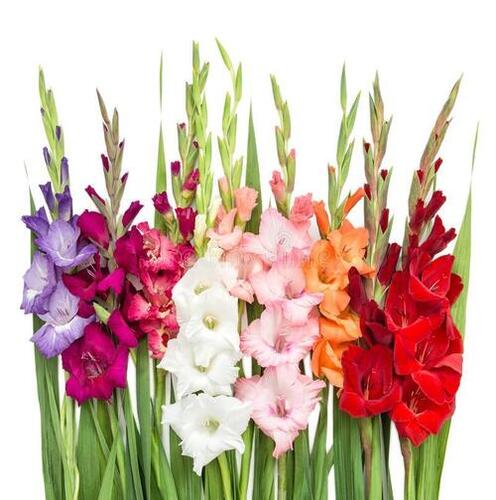 Silver Fresh Natural Multicolor Gladiolgus Flower Bulb For Decoration