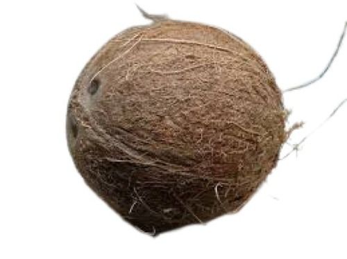 Common Medium Size Round Shape Matured Brown Fresh Coconut