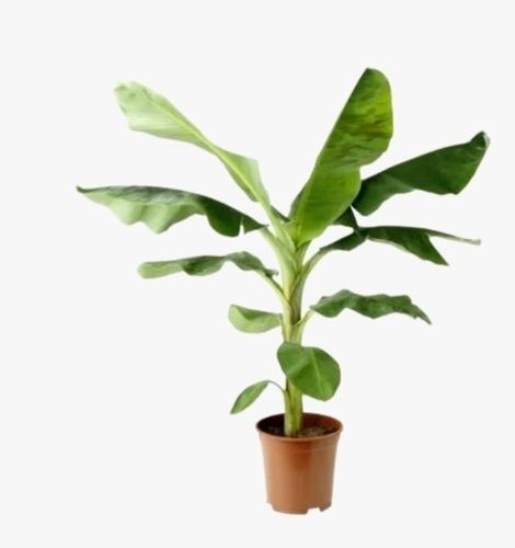 Healthy And Fresh G9 Variety Disease Free Banana Tissue Culture Plants