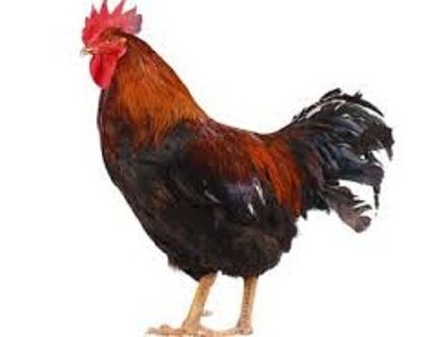 3 Kg Black With Brown Live Country Breed Chicken For Poultry Farm Gender: Both