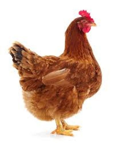 Brown 3 Kg Female Country Breed Live Chicken For Egg