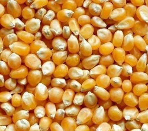 Commonly Cultivated Pure And Dried Raw Maize Seeds