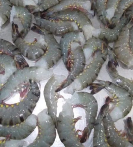 High Protein Bland Flavor Sea Food Grade Whole Body Black Tiger Shrimp