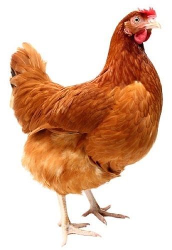 3 Kg Brown Country Breed Live Chicken For Egg And Meat Production