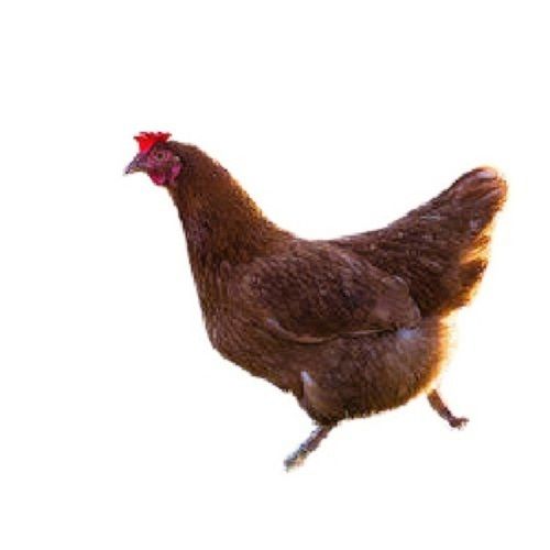 A Grade Disease Free Pure Healthy Large Size Brown Live Country Chicken Gender: Male