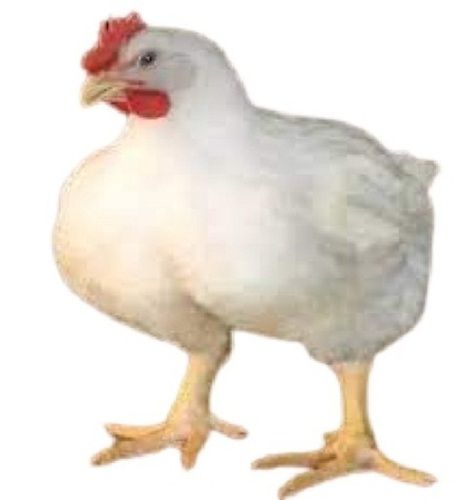 A Grade Disease Free Pure Healthy Large Size Live Broiler Chicken