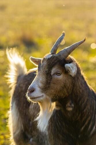 Brown Boar Goats For Meat