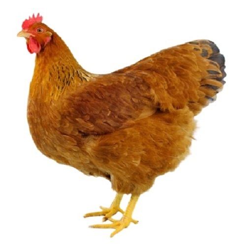 Light Brown Live Country Chicken For Poultry Farm