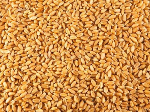 Gluten Free Golden Brown Dried Organic Wheat, 50 Kg Jute Bag Packaging Engine Type: Air Cooled