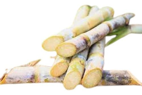 Indian Origin Long Shape Sweet Taste Sugarcane