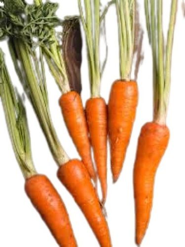 Naturally Grown Conical Fresh Orange Carrot Moisture (%): 87.5%