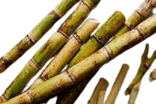Naturally Grown Medium Size Long Shape Green Sugarcane WithA Sweet Taste
