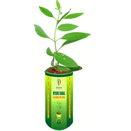 30 Cm Stem Natural Eco Friendly High Brid Sandalwood Plant