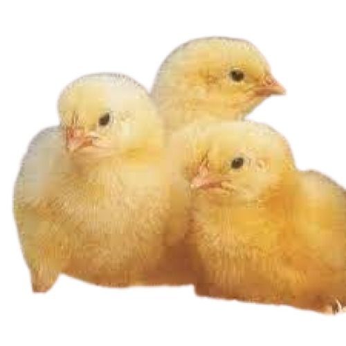A Grade Disease Free Pure Healthy Small Size Live Baby Chicken