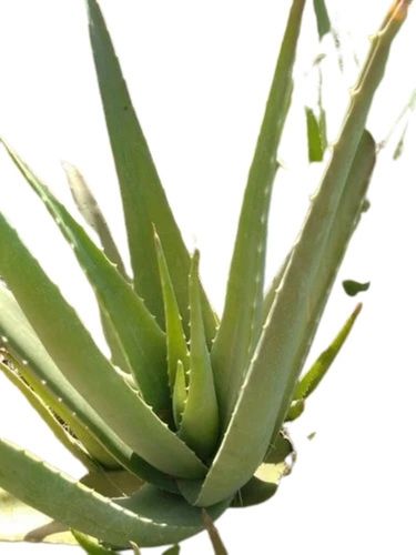 A-Grade Natural Aloe Vera Baby Plants For Personal Care Use Grade: A