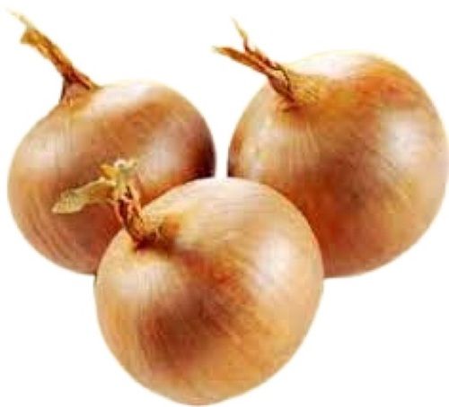 Naturally Grown Fresh Round Shape Brown Raw Onion For Cooking Use