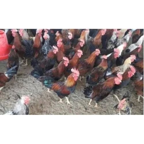 0.9 Kg - 1.25 Kg Weight Premium Quality Country Nati Koli Chicken