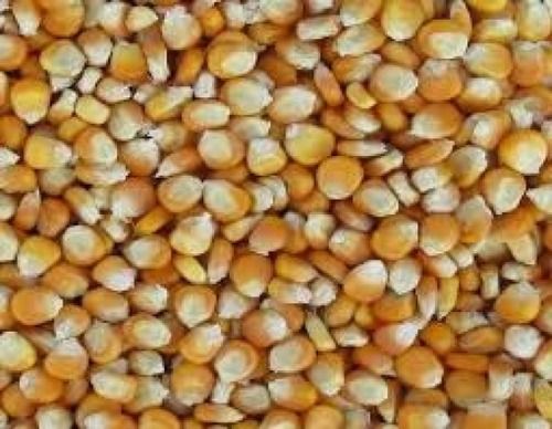Common Cultivation Yellow Maize (Corn)