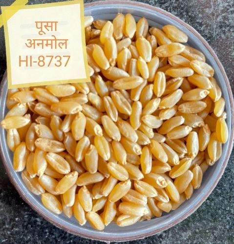 Export Quality Clean And Pure Pusa Anmol Hi-8737 Wheat Seeds