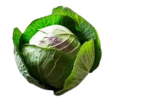 Farm Fresh Low Calories Rich In Vitamins And Minerals Round Shape Green Cabbage Moisture (%): 92%