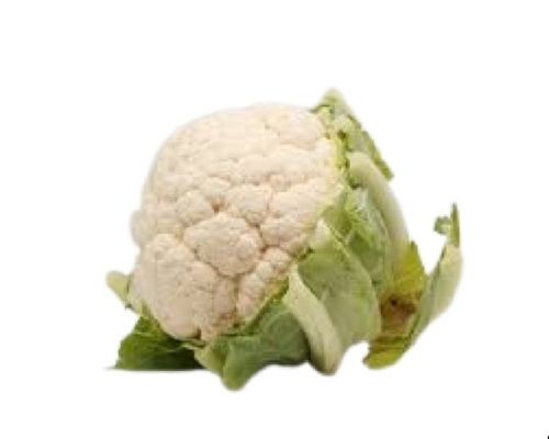 Naturally Grown Fresh White Cauliflower Moisture (%): 92 To 94 %