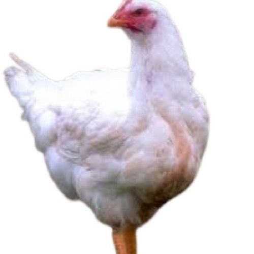 White Live Broiler Chicken Gender: Both