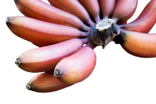 Commonly Cultivated Naturally Grown Fresh Red Banana