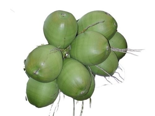 Commonly Cultivated Whole Tasty And Healthy Farm Fresh Coconut