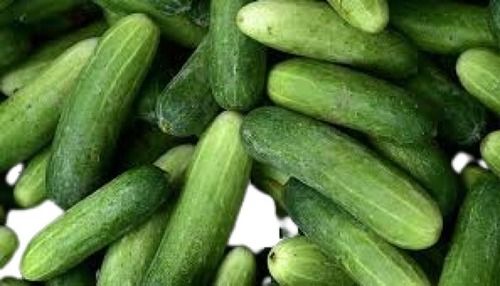 Fresh Indian Origin Long Shape Green Cucumbers