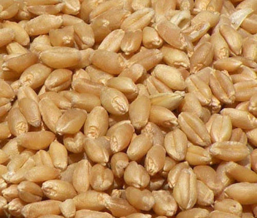 Gluten Free And Healthy 100% Pure Organic Wheat Seeds
